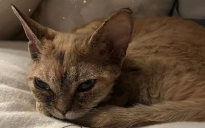 Mon chat peut-il attraper un rhume?