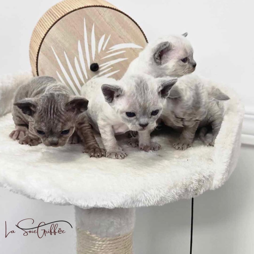 Chatons Devon Rex élevage