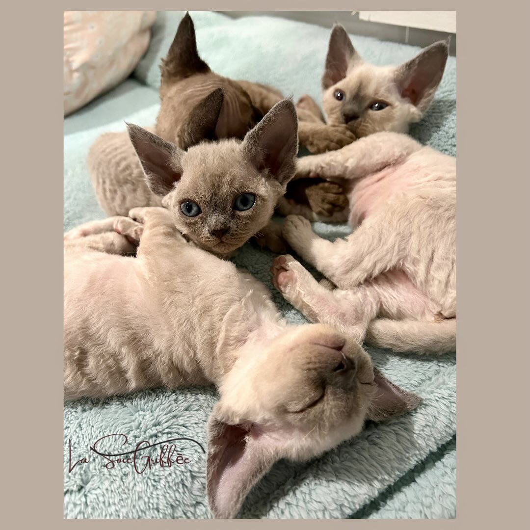Chats Devon Rex bébés
