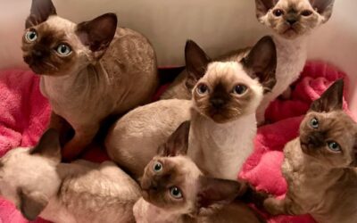 Intégrer un nouveau chaton dans la maison : comment bien faire les choses