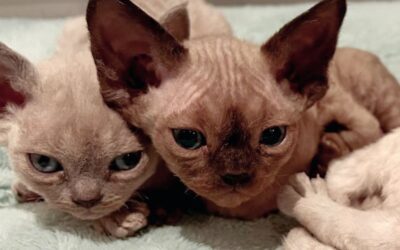 Le Devon Rex : Un compagnon pas comme les autres