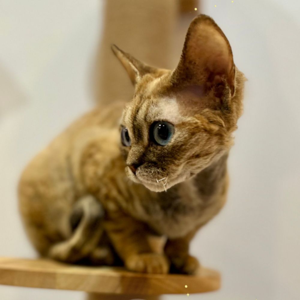 Mishka devon rex