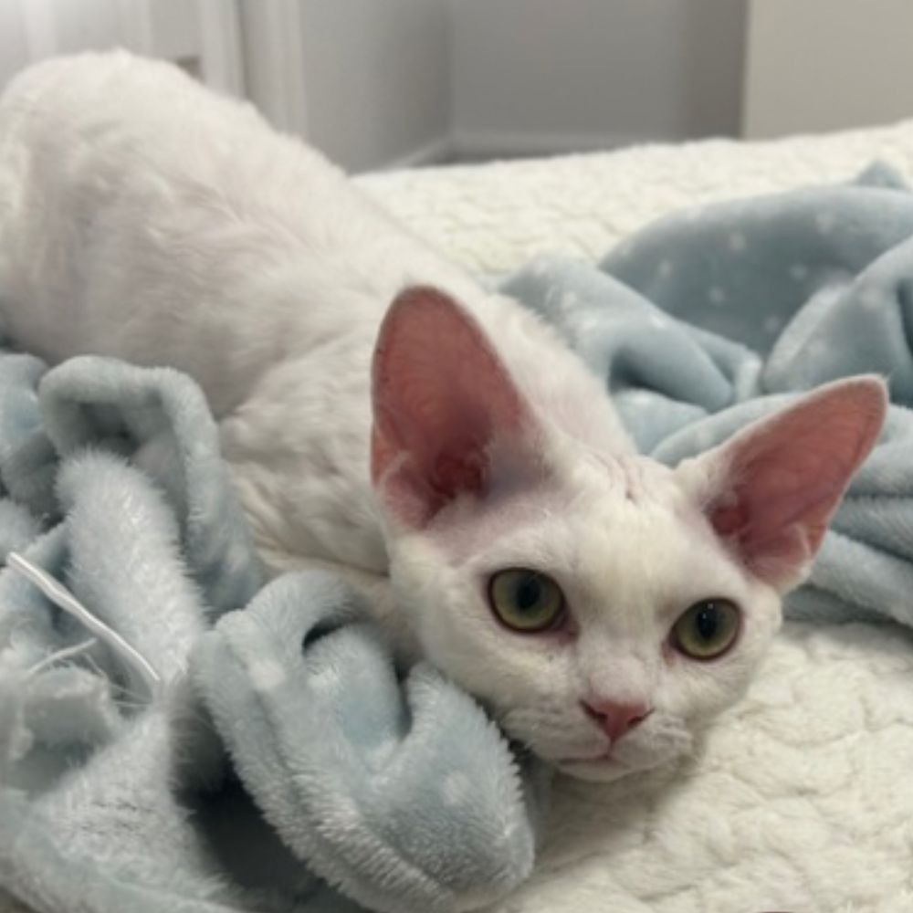 Olaf devon rex reproducteur