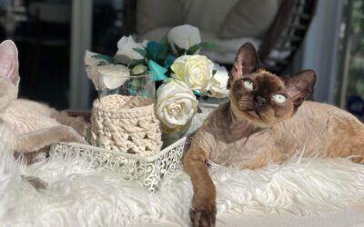 Les standards de la race Devon Rex