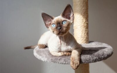 Pourquoi mon chat préfère-t-il dormir dans des endroits insolites?