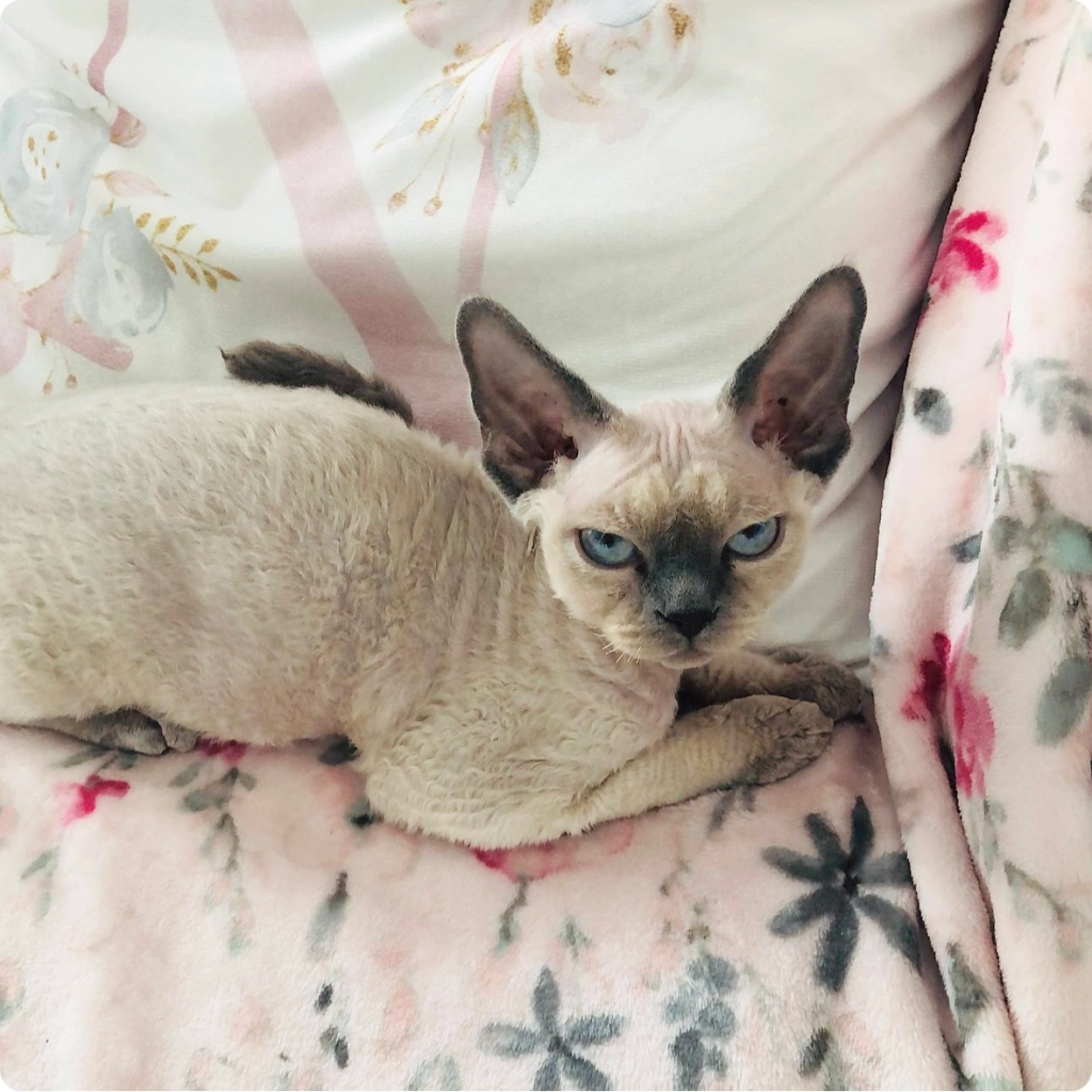 chat devon rex elevage