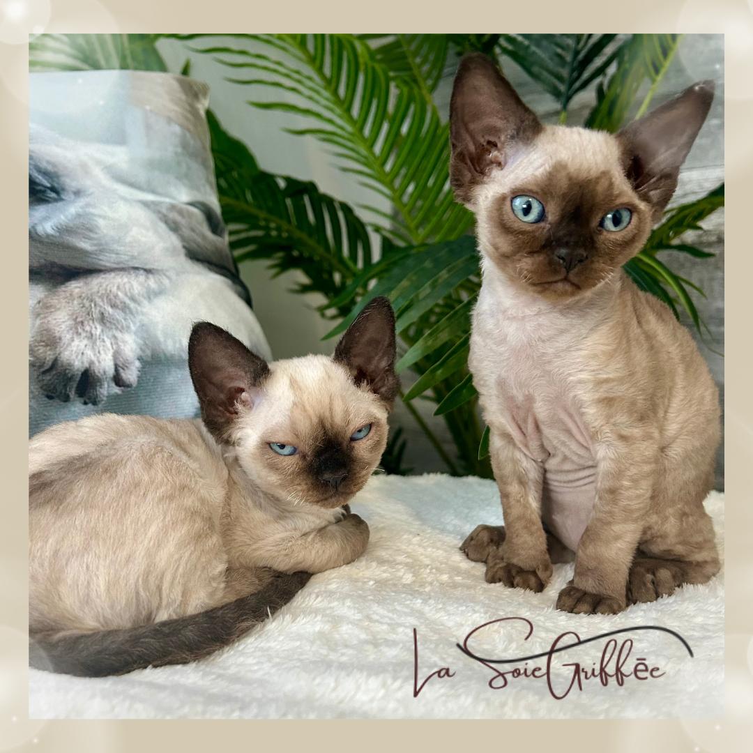 chatons la soie griffée