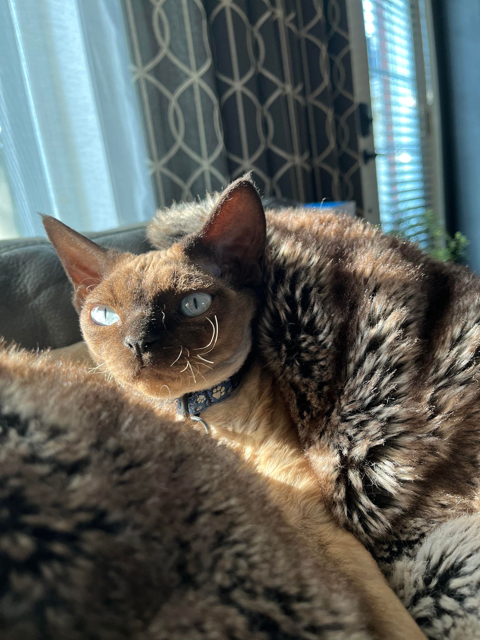 chatteriue devon rex