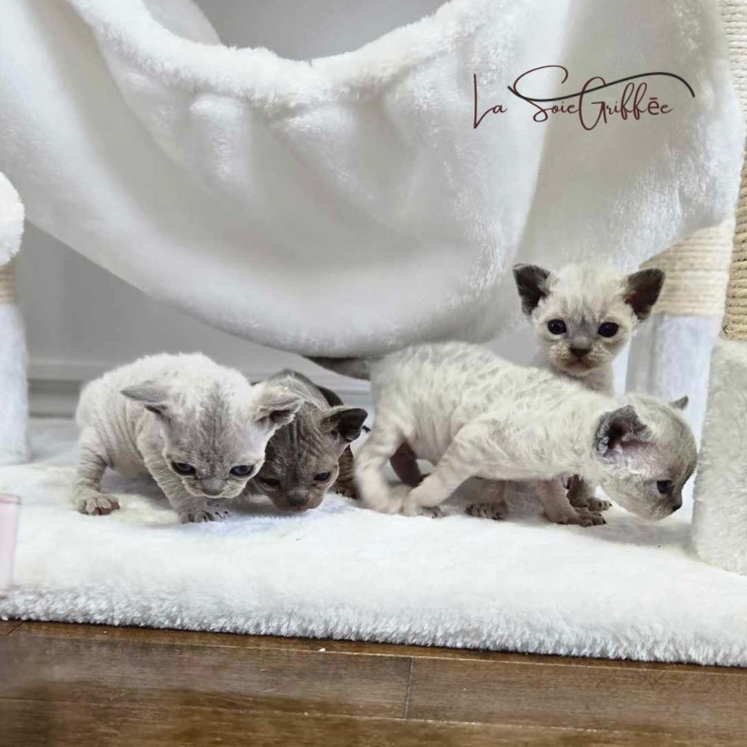 portée bébés chats Devon Rez