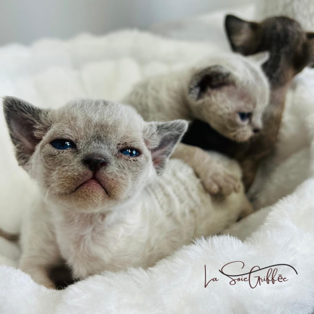 portée chatons Devon Rex